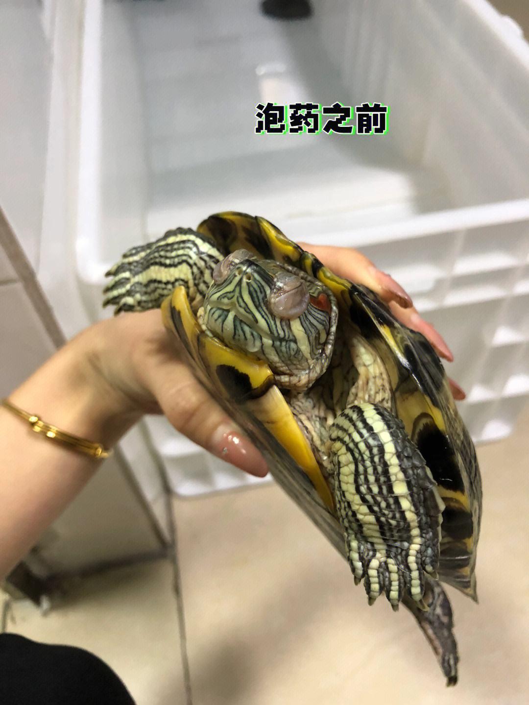 科技引领养龟新风尚，最新龟友网发布最新龟价信息